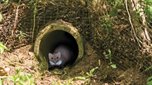 Faunatunnel met marter1-2